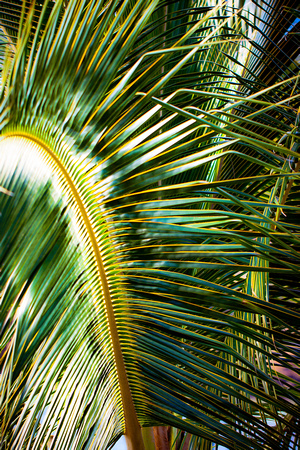 palm fronds Gilligan