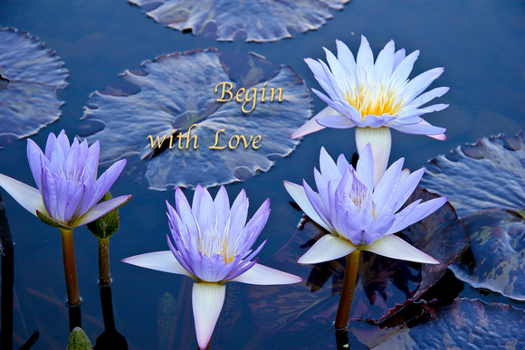 Lotus Begin with Love | image from gallery: Lotus Visions