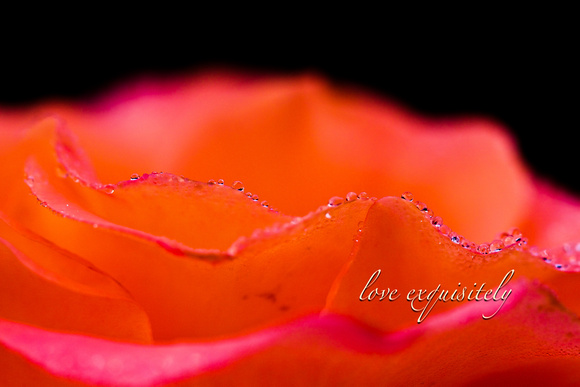 Love becomes You | image from gallery: Exquizite