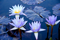 Lotus BEGIN with LOVE (right)