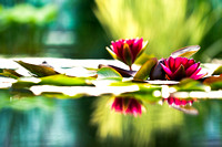 lilies of Monet (left)