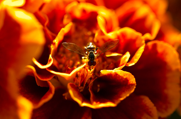 Bee Sweet